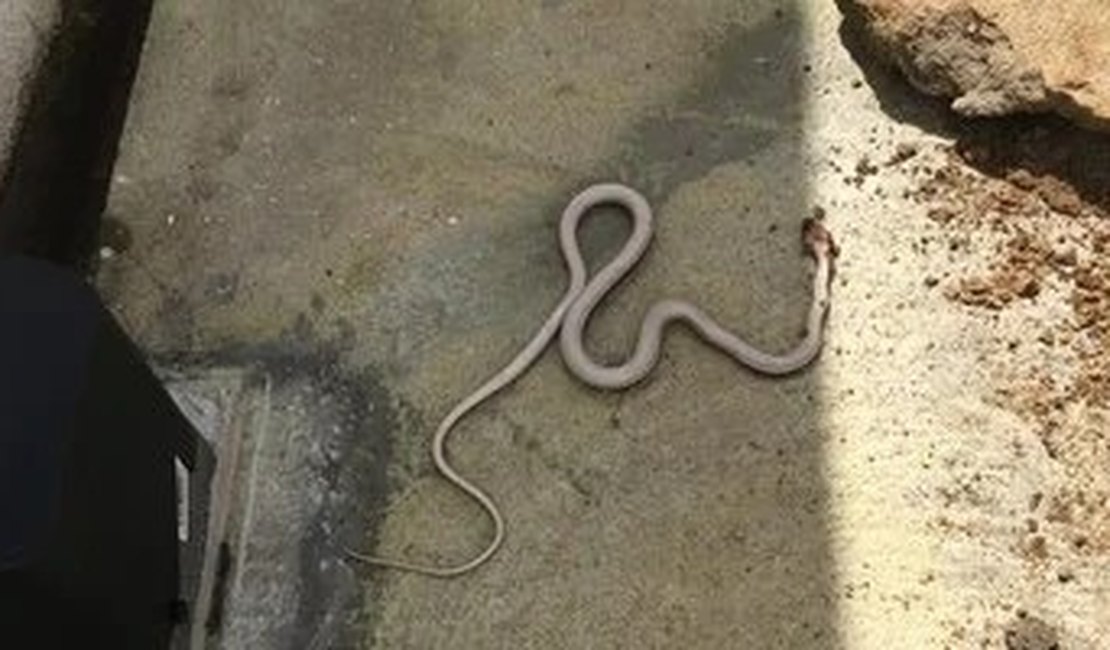 Cobra é capturada dentro de residência no município de Arapiraca