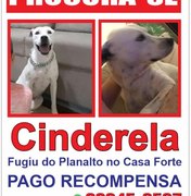Família oferece recompensa para quem encontrar cadela desaparecida, em Arapiraca