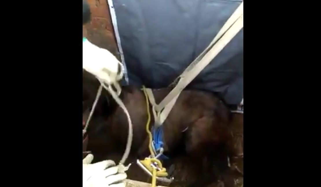 [Vídeo] Cavalo cai em fossa e é resgatado pelos Bombeiros em Maceió