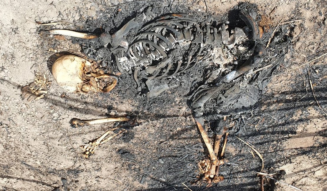 Ossada humana carbonizada é encontrada no canavial de usina em Penedo