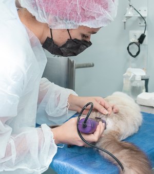 No segundo dia de atendimento, Castramóvel realiza procedimentos cirúrgicos de cães e gatos