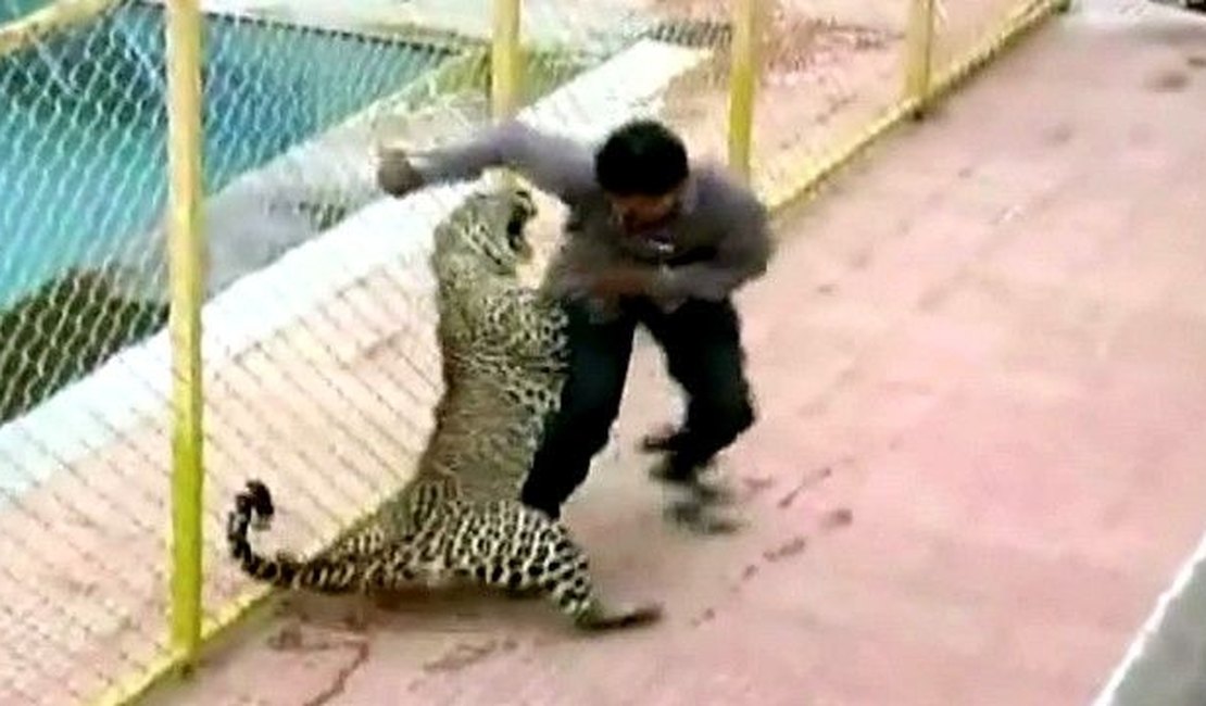 Leopardo invade escola e deixa seis feridos na Índia