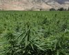 Plantio de maconha para fins medicinais tem parecer favorável na Câmara