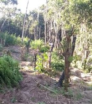 Polícia flagra plantação de maconha em terreno de igreja evangélica em Maceió