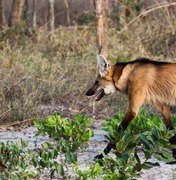 Cédula de R$ 200 chama a atenção para a preservação do lobo-guará
