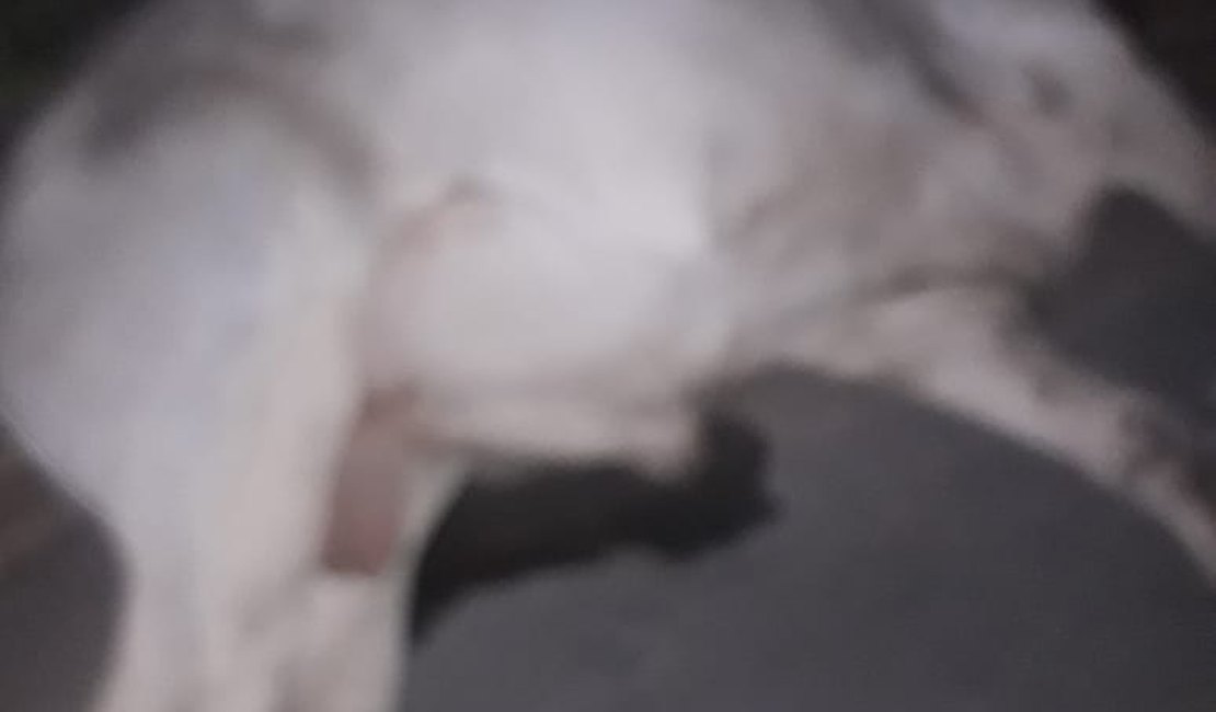 Atropelamento deixa animal morto em São Luís do Quitunde
