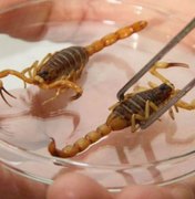 14 vítimas de picada de escorpião dão entrada no HEA durante o fim de semana