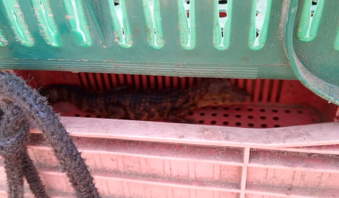  [Vídeo] Moradores encontram filhote de jacaré e acionam os Bombeiros, em Arapiraca