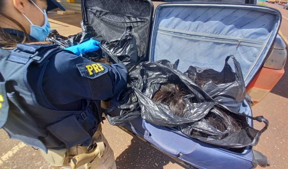 Polícia apreende 57 kg de cabelos avaliados em R$ 285 mil achados em malas