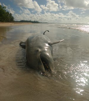 Golfinho é encontrado em praia de Alagoas
