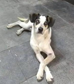  Segurança do Carrefour pode responder ação criminal por matar cão