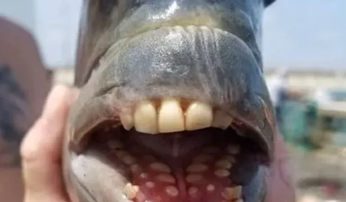 Pescador fisga peixe com 'dentes humanos' e assusta banhistas nos EUA