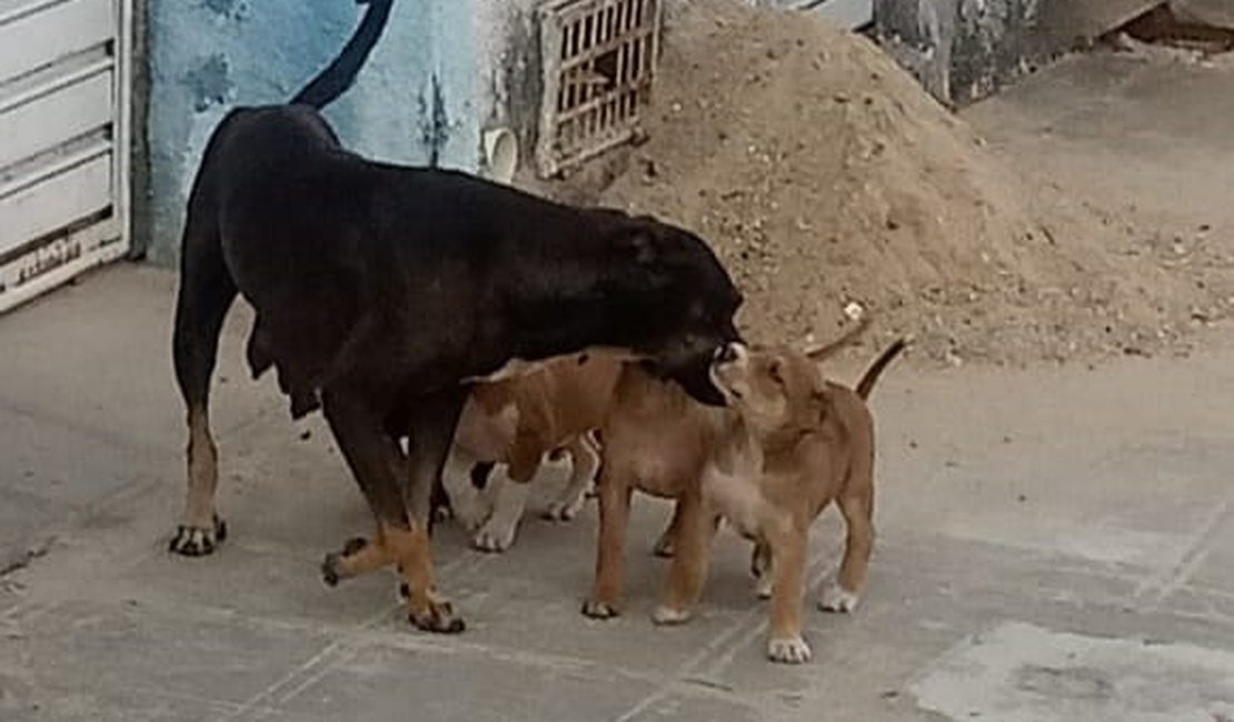 Cadela dá cria em Delegacia de Santana do Ipanema e policiais fazem doação de cachorrinhos