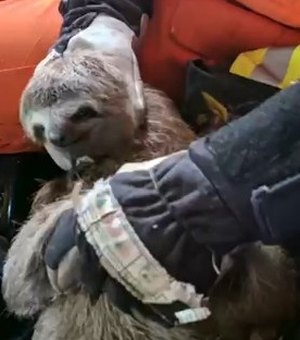 [VÍDEO] Bicho-preguiça é retirado de veículo por bombeiros em União dos Palmares