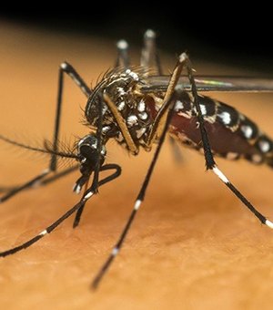31% dos brasileiros acreditam que a dengue 'deixou de existir' na pandemia