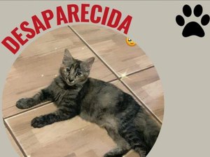 Donos procuram por gata desaparecida na Santa Lúcia
