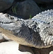 Com apenas uma mão, homem se salva de crocodilo que o atacou na Austrália