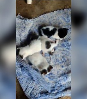 Homem amarra gatos em saco e mata animais em Colônia Leopoldina