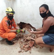 Bombeiros salvam gato preso entre paredes em Porto Calvo