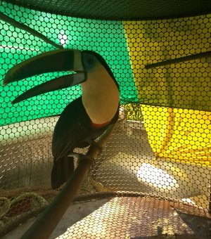 FPI apreende tucanos e outros animais silvestres na casa de bispo de Penedo