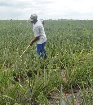 Desenvolve garante recurso para fomento da cultura do abacaxi em Coruripe