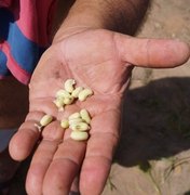 Barriga Cheia ocupa áreas ociosas e garante alimento para o agricultor familiar