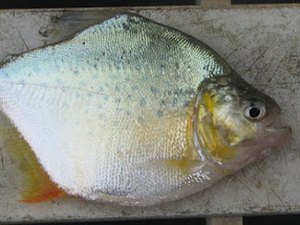 Ataques de pirambebas acontecem pelo terceiro fim de semana consecutivo