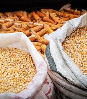 Distribuição de sementes beneficia mais de 76 mil famílias
