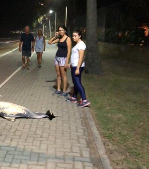 Golfinho morto é abandonado em calçadão da Praia de Jatiúca