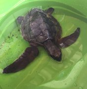 Filhote de tartaruga marinha é resgatada no Povoado Barra Nova
