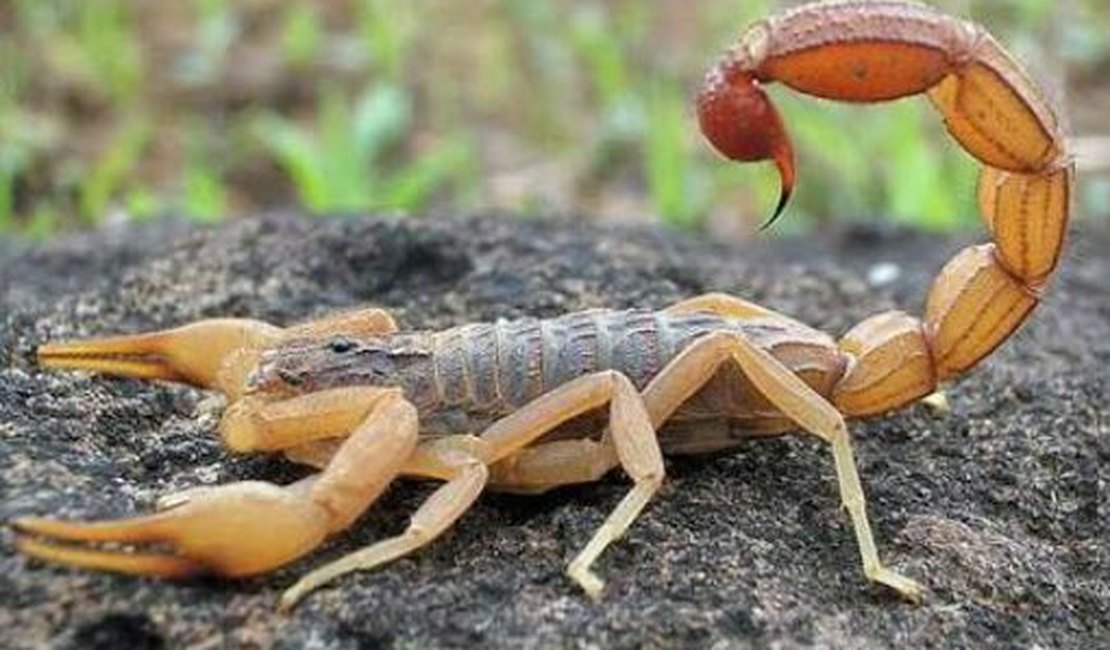 Bairros Primavera e Brasília lideram casos de picadas de escorpião 