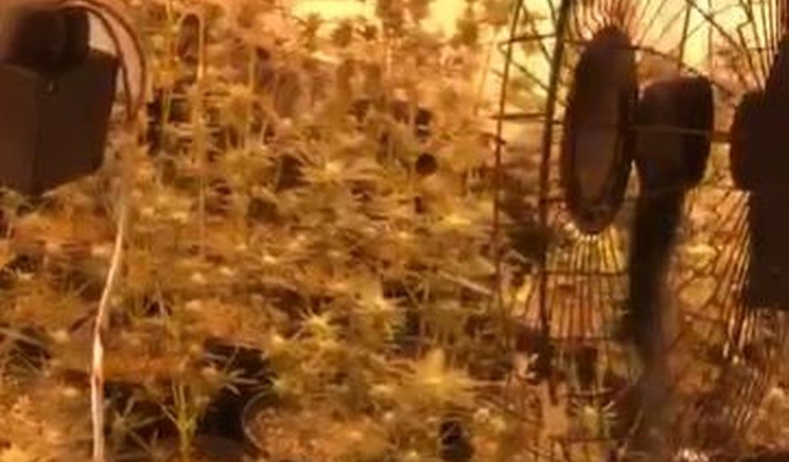 Polícia descobre plantação de maconha dentro de casa em condomínio de Florianópolis