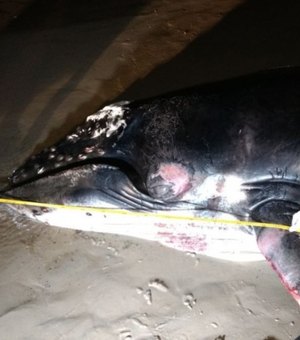 Filhote de baleia jubarte morre após ficar encalhado na praia do Sobral, em Maceió