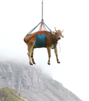 Vacas pegam carona em helicóptero nos Alpes suíços