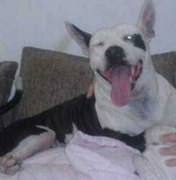 Cadela morre após queima de fogos no Rio de Janeiro