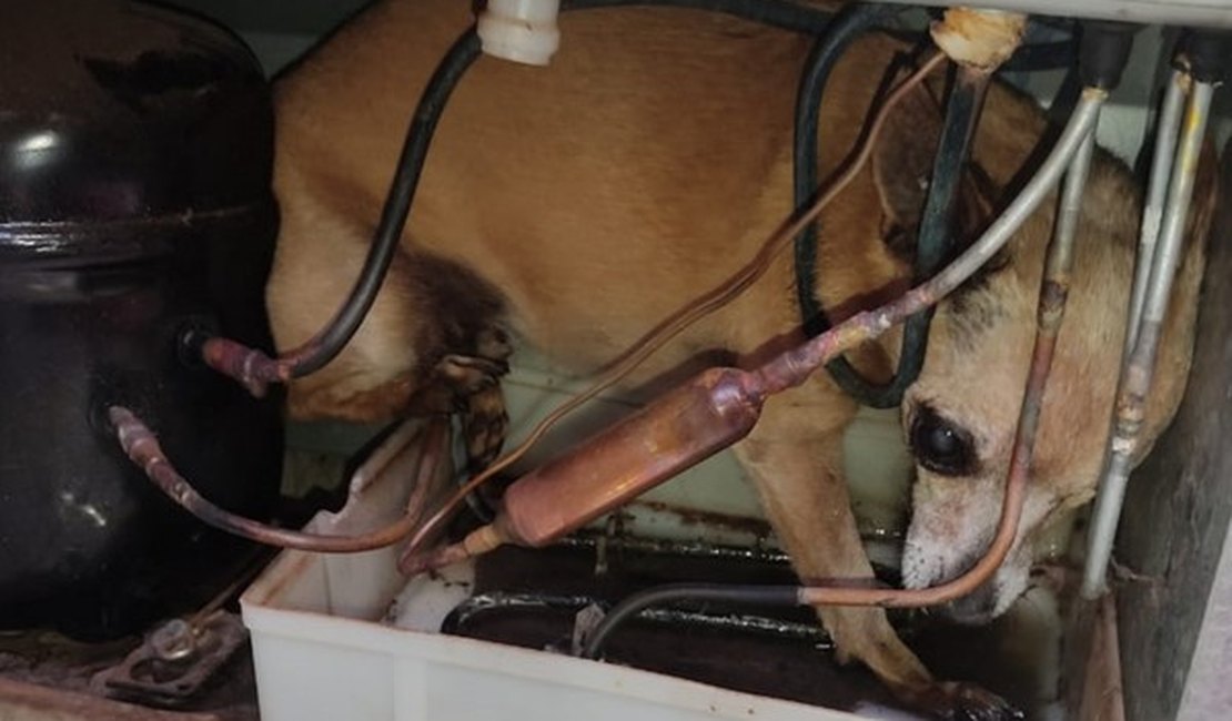 Cachorra é resgatada após ficar presa ao motor de geladeira
