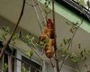 Criatura estranha causa pânico e especialistas esclarecem: “É um croissant”