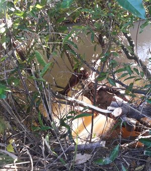 Homem é encontrado morto enganchado em árvore em rio de Porto Calvo