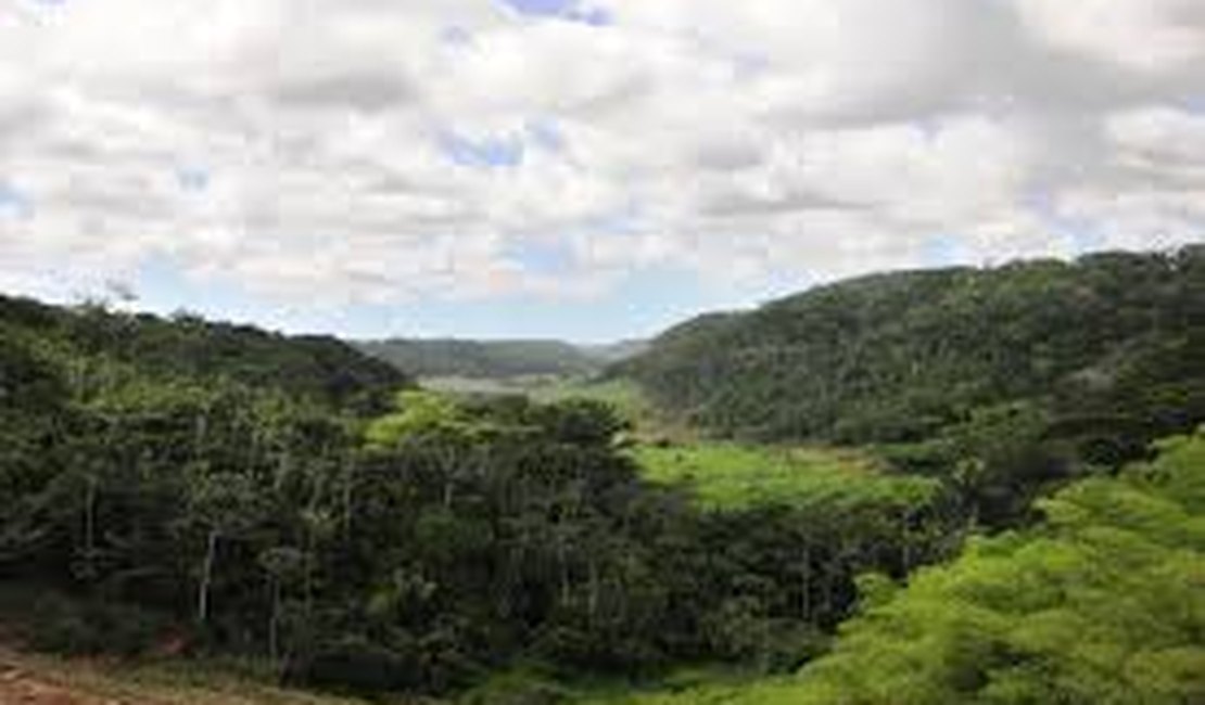 Alagoas zera desmatamento da Mata Atlântica