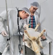 Prefeitura de Porto de Pedras disponibiliza castração de cães e gatos