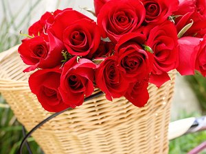 Prefeitura abre credenciamento para comércio de rosas no Dia das Mães