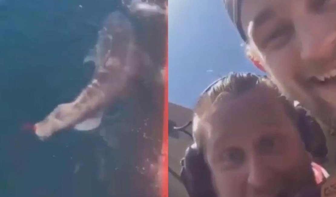 Tubarão ainda vivo tem cauda cortada e vídeo viraliza