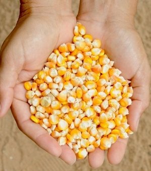 Fetag-­AL anuncia período de cadastro para distribuição de sementes