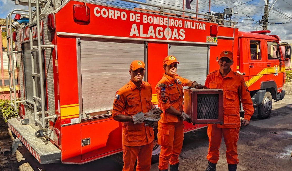 Bombeiros resgatam corujas feridas em Maragogi	