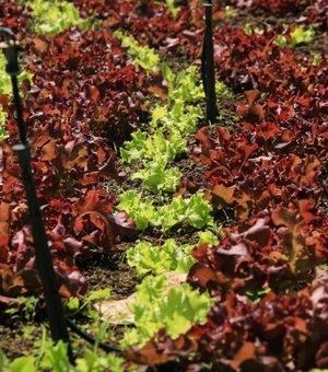 Inscrições já estão abertas para curso de produção de hortaliças em Maragogi