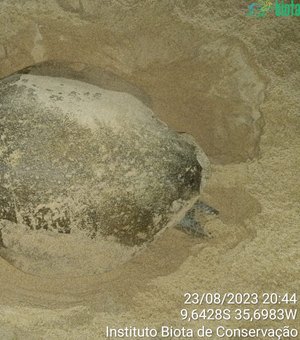 Tartaruga é avistada desovando na orla da jatiúca, em Maceió