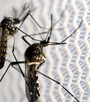 Casos de dengue em Alagoas quase triplicam em 2021, aponta Ministério da Saúde