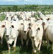 Emater vai estimular bovinocultura de leite e corte 