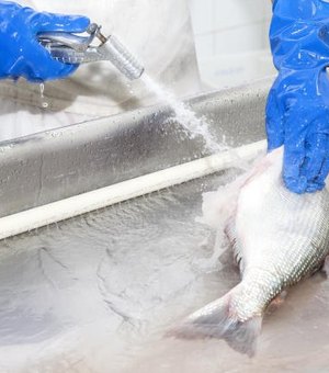 Exames mostram que pescado de áreas atingidas por óleo está próprio para consumo