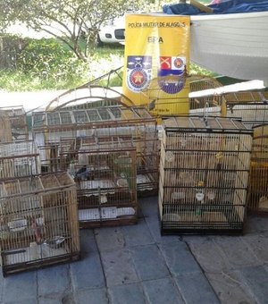 Operação do BPA recolhe 42 animais silvestres nos bairros de Riacho Doce e Levada